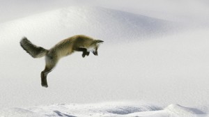 fox-jumping-256031