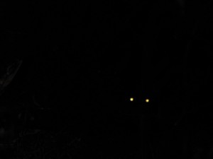 ob_46f7a8_img-6116 copy